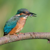 Kingfishers